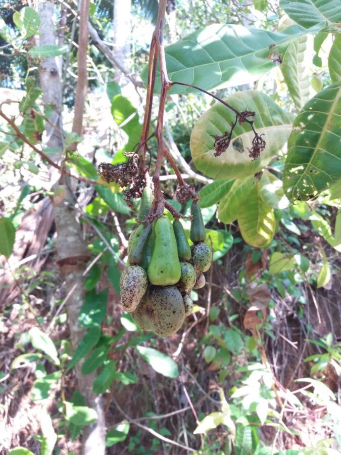 Cashew Villa Hiriketiya Dikwella Ngoại thất bức ảnh