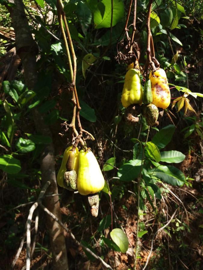 Cashew Villa Hiriketiya Dikwella Ngoại thất bức ảnh