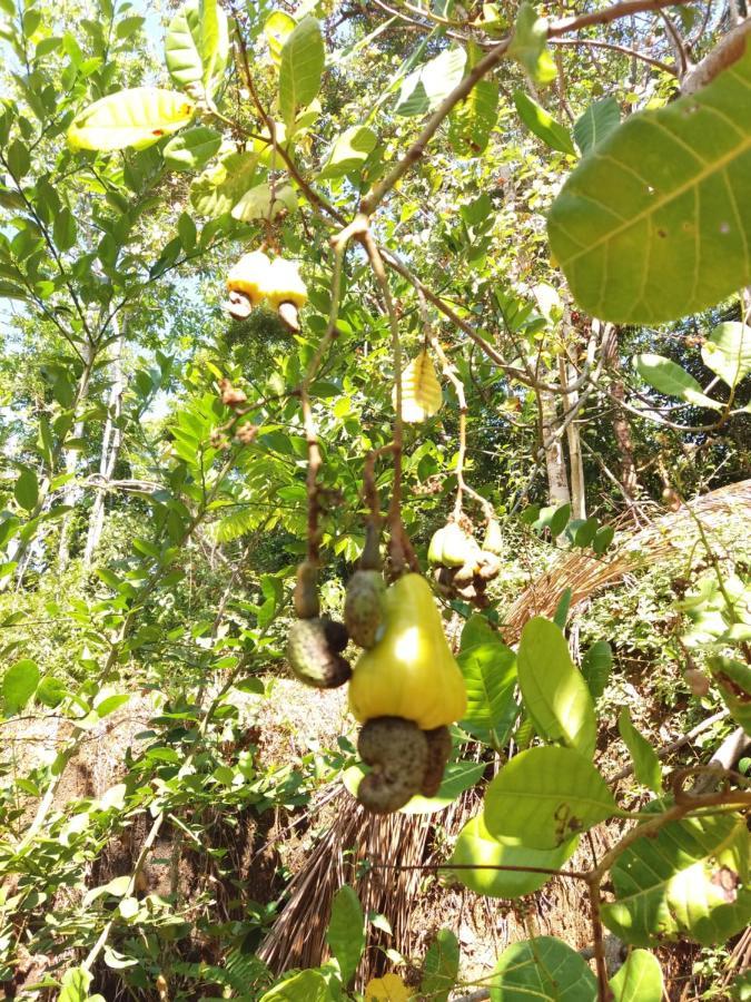 Cashew Villa Hiriketiya Dikwella Ngoại thất bức ảnh