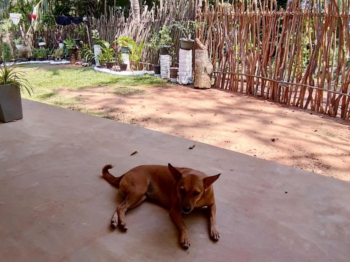 Cashew Villa Hiriketiya Dikwella Ngoại thất bức ảnh
